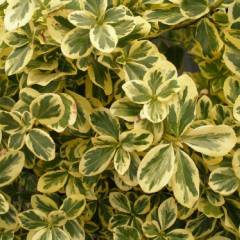 EUONYMUS fortunei 'Canadale Gold' - Fusain nain à feuilles persistantes