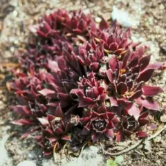 SEMPERVIVUM 'Rubin' - Joubarbe