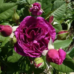 ROSIER arbustif  'PURPLE LODGE' ® Ora2437