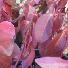 EUONYMUS fortunei 'Dart's Blanket' - Fusain rampant