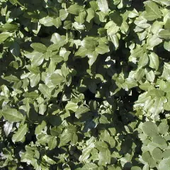 EUONYMUS fortunei 'Dart's Blanket' - Fusain rampant