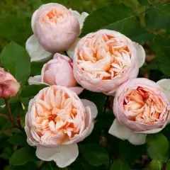 ROSIER Grande fleur 'BELLE ROMANTICA' ® Meigamancey