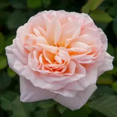 ROSIER Grande fleur 'BELLE ROMANTICA' ® Meigamancey