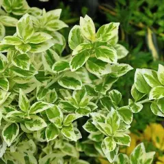 EUONYMUS fortunei 'Emerald'n Gaiety' - fusain rampant