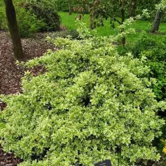 EUONYMUS fortunei 'Emerald'n Gaiety' - fusain rampant