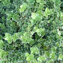 EUONYMUS fortunei 'Emerald'n Gaiety' - fusain rampant