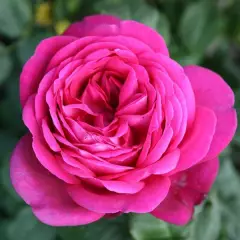 ROSIER Grande fleur 'PARFUM DE HONFLEUR' ® Tan 04179