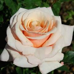 ROSIER Grande fleur 'PAUL RICARD' ® Meinivoz