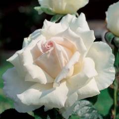 ROSIER Grande fleur 'POKER' ® Meipazdia