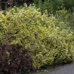 EUONYMUS fortunei 'Emerald'n Gold' - Fusain rampant