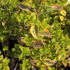 EUONYMUS fortunei 'Emerald'n Gold' - Fusain rampant