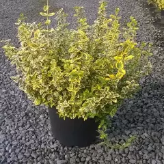 EUONYMUS fortunei 'Emerald'n Gold' - Fusain rampant