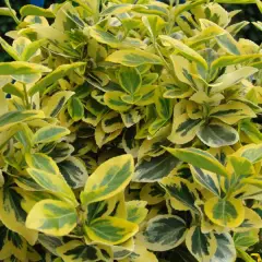 EUONYMUS fortunei 'Emerald'n Gold' - Fusain rampant