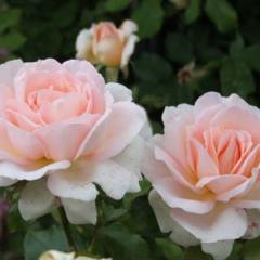 ROSIER Grande fleur 'SWEET LOVE' ® Harmisty