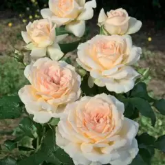 ROSIER Grande fleur 'SWEET LOVE' ® Harmisty