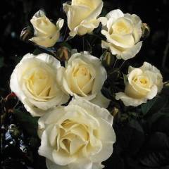 ROSIER Grande fleur 'THERESE DE LISIEUX' ® Orablan