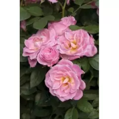 ROSIER Miniature 'BELLE SYMPHONIE ® Meirivoui