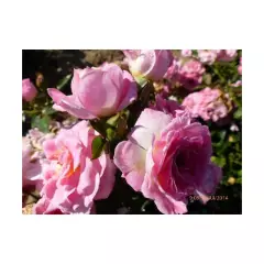 ROSIER Miniature 'BELLE SYMPHONIE ® Meirivoui