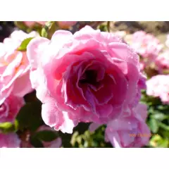 ROSIER Miniature 'BELLE SYMPHONIE ® Meirivoui