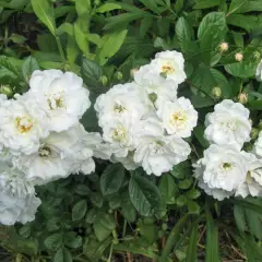 ROSIER Miniature 'LITTLE WHITE' ® Tan98145