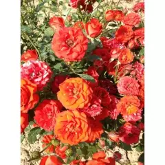 ROSIER Miniature 'ORANGE SYMPHONIE' ® Meininrut