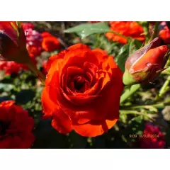 ROSIER Miniature 'ORANGE SYMPHONIE' ® Meininrut