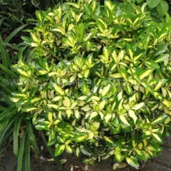 EUONYMUS fortunei 'Sunspot' - Fusain persistant 'Sunspot'