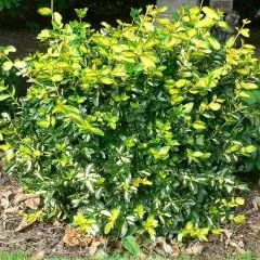 EUONYMUS fortunei 'Sunspot' - Fusain persistant 'Sunspot'