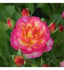 ROSIER Miniature 'PALATINO' ® Dictino