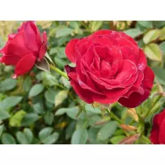 ROSIER Miniature 'ROMA' ® Georgen