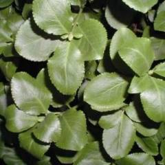 EUONYMUS fortunei 'Vegetus' - Fusain rampant à feuilles vertes