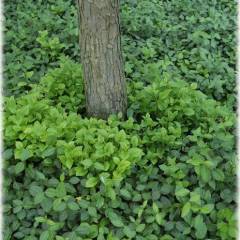 EUONYMUS fortunei 'Vegetus' - Fusain rampant à feuilles vertes