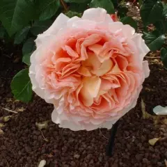 Rosier AUSTIN TIGE 'ABRAHAM DARBY '® Auscot