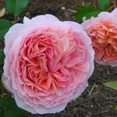 Rosier AUSTIN TIGE 'ABRAHAM DARBY '® Auscot