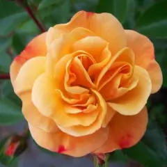 ROSIER TIGE 'CALIZIA' ® Noa97400A