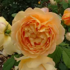 Rosier AUSTIN TIGE 'GOLDEN CELEBRATION' ® Ausgold