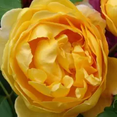 Rosier AUSTIN TIGE 'GOLDEN CELEBRATION' ® Ausgold