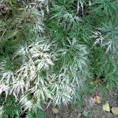 Érable du Japon 'Dissectum' - Acer palmatum 'Dissectum', érable japonais