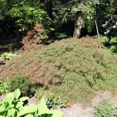 Érable du Japon 'Dissectum' - Acer palmatum 'Dissectum', érable japonais