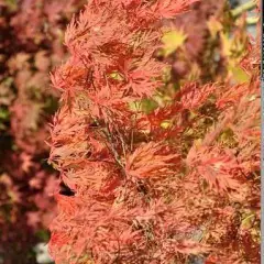 Érable du Japon 'Dissectum' - Acer palmatum 'Dissectum', érable japonais