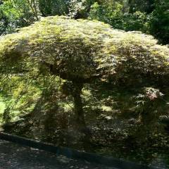 Érable du Japon 'Dissectum' - Acer palmatum 'Dissectum', érable japonais