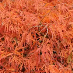 Érable du Japon 'Dissectum' - Acer palmatum 'Dissectum', érable japonais