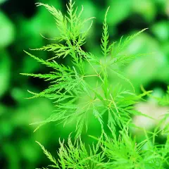 ACER palmatum 'Dissectum' - Erable du japon