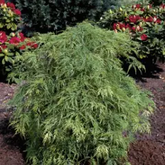 Érable du Japon 'Dissectum' - Acer palmatum 'Dissectum', érable japonais