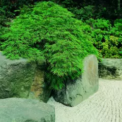 Érable du Japon 'Dissectum' - Acer palmatum 'Dissectum', érable japonais