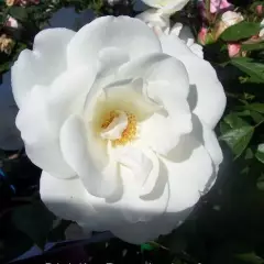 ROSIER TIGE  'ICEBERG'