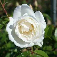 ROSIER TIGE  'ICEBERG'