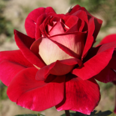 Rosier TIGE Grande fleur 'KRONENBOURG' ® Macbo