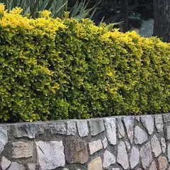 EUONYMUS japonicus 'Aureomarginatus' - Fusain du Japon