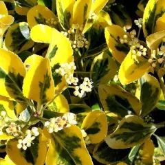 EUONYMUS japonicus 'Aureomarginatus' - Fusain du Japon doré